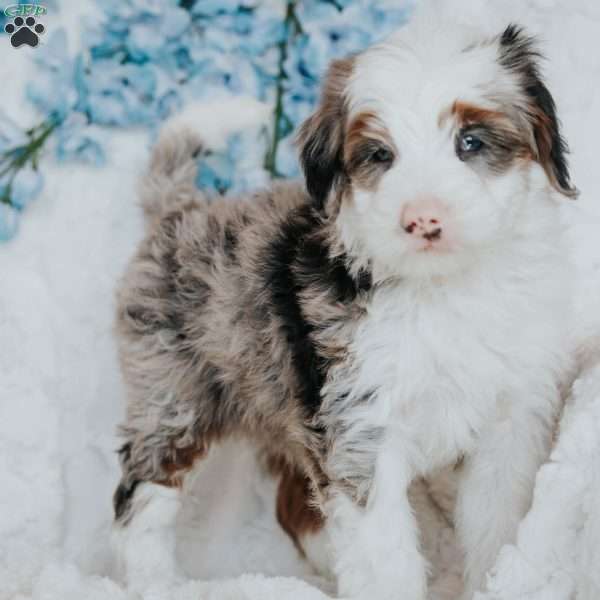 Ian, Bernedoodle Puppy